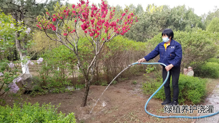 绿植养护.jpg